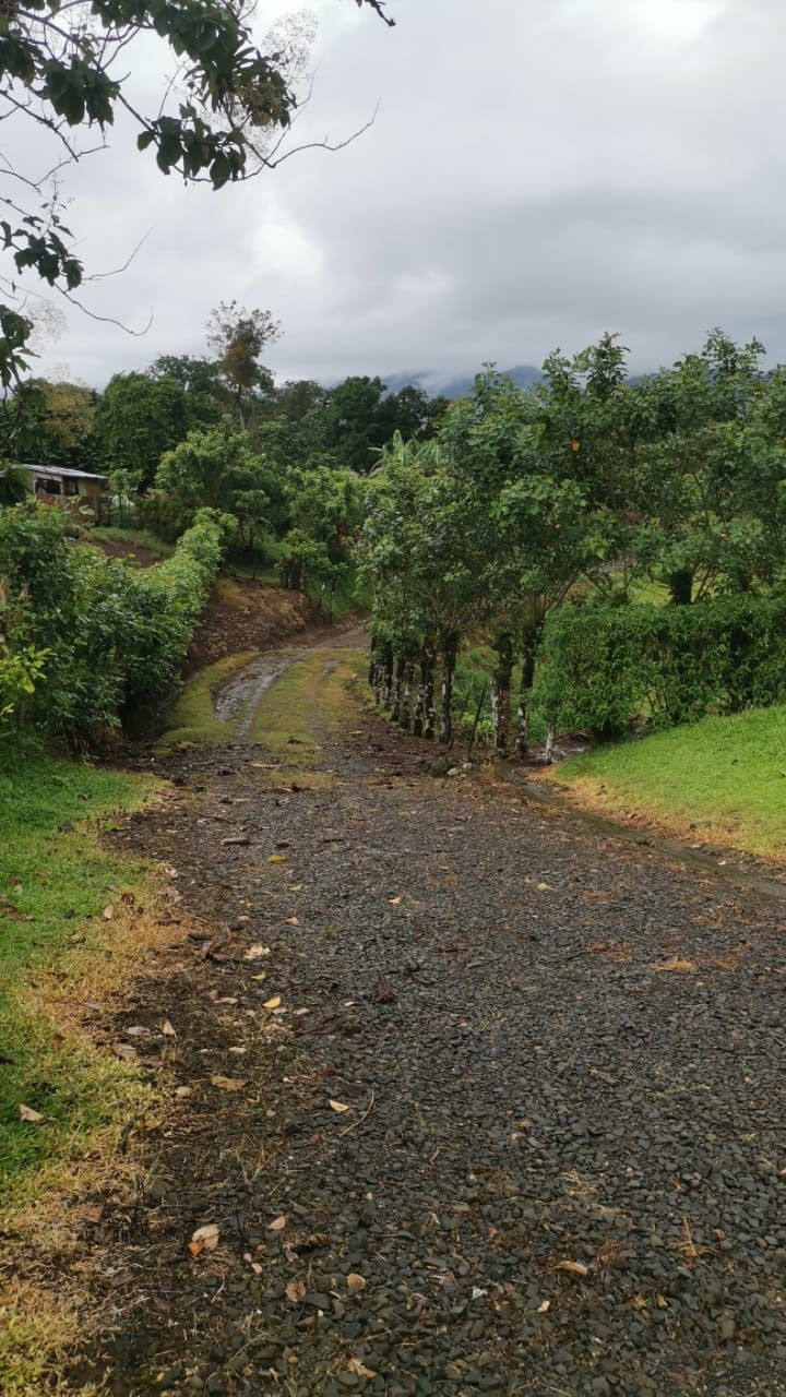 Finca Ganadera de 8ha y 4.800 m2 - Foto 5