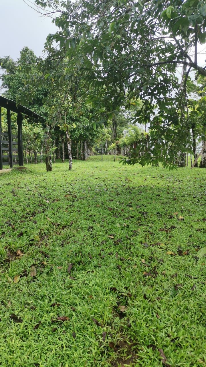 Finca Ganadera de 8ha y 4.800 m2 - Foto 6