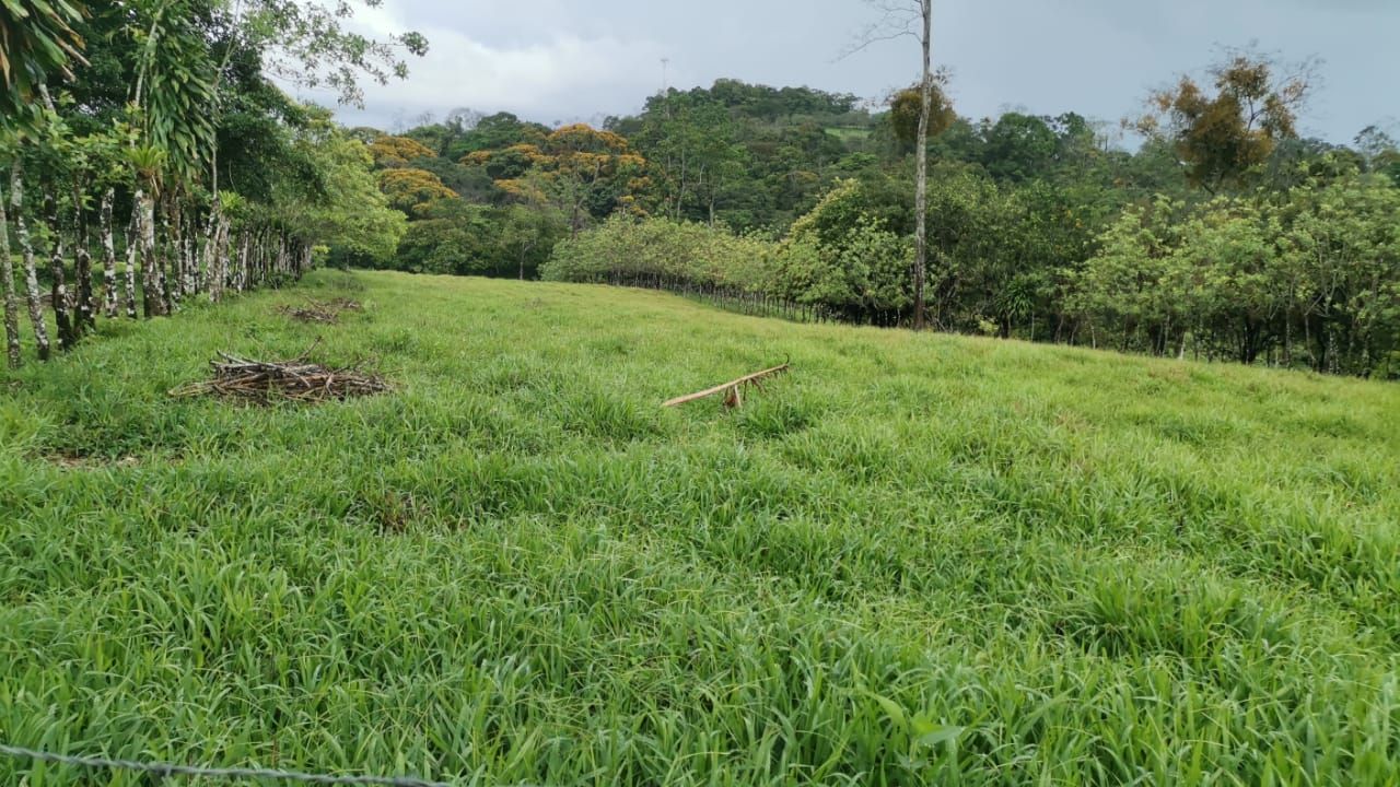 Finca Ganadera de 8ha y 4.800 m2 - Foto 7