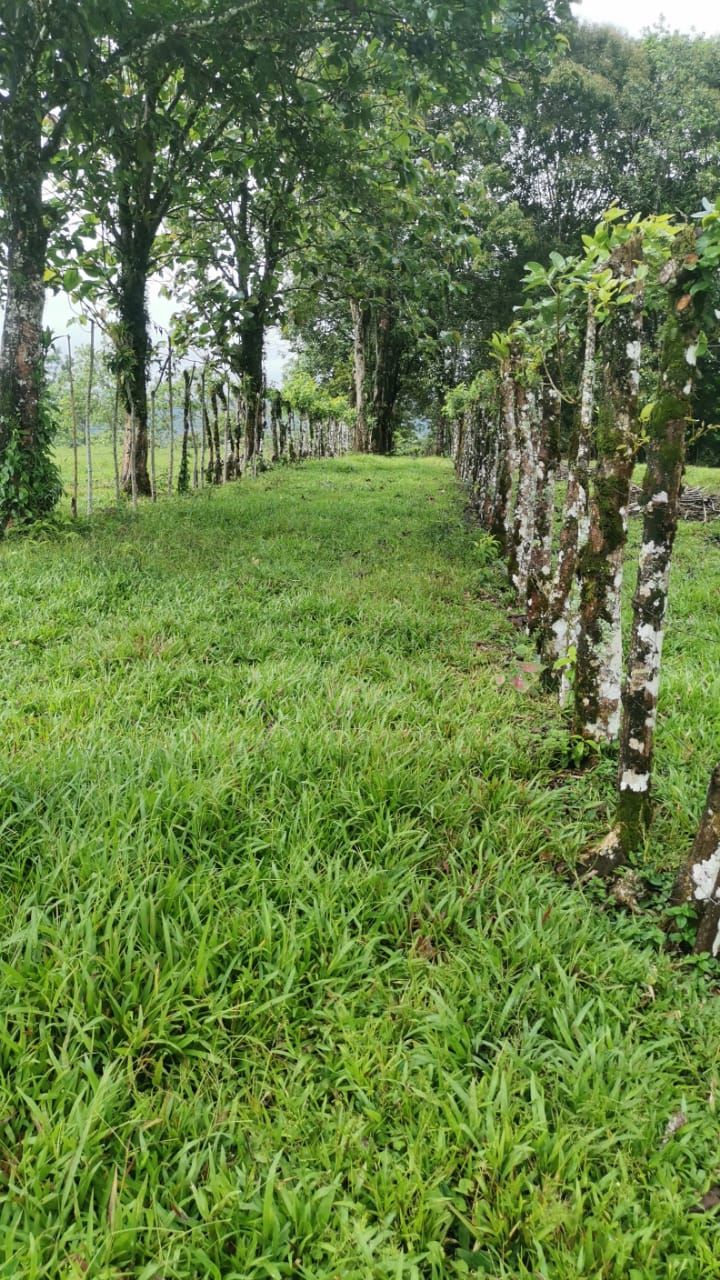 Finca Ganadera de 8ha y 4.800 m2 - Foto 8