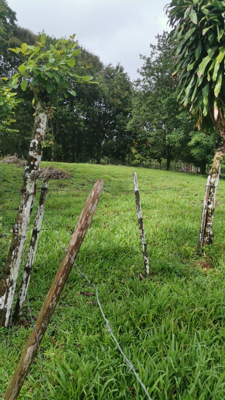 Finca Ganadera de 8ha y 4.800 m2 - Foto 9