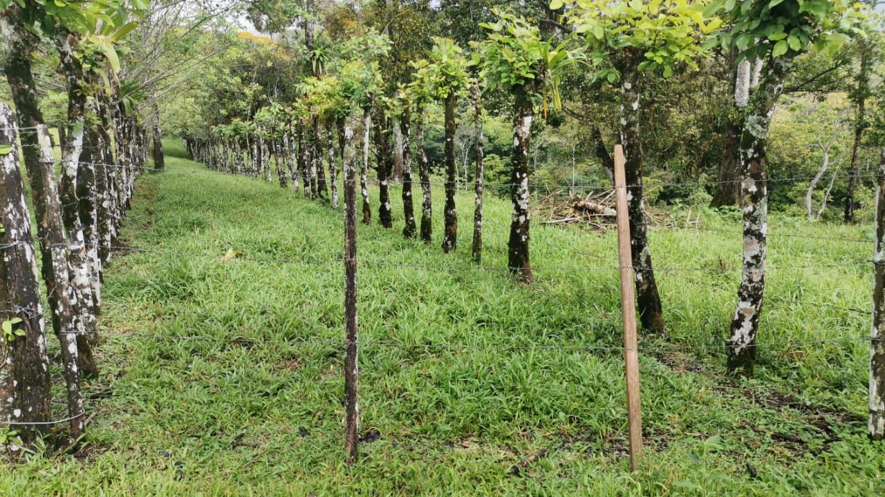 Finca Ganadera de 8ha y 4.800 m2 - Foto 10