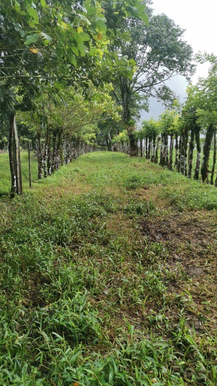 Finca Ganadera de 8ha y 4.800 m2 - Foto 11