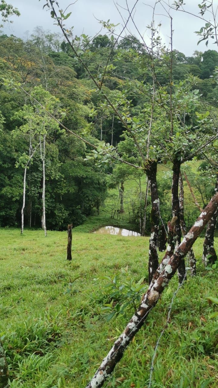 Finca Ganadera de 8ha y 4.800 m2 - Foto 12