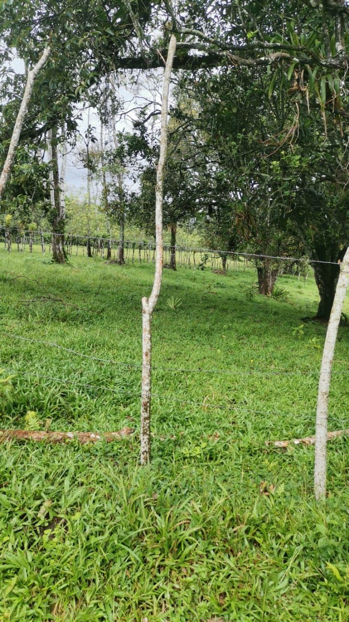 Finca Ganadera de 8ha y 4.800 m2 - Foto 13